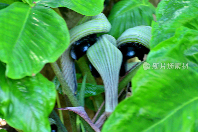 眼镜蛇百合/加州达林顿尼亚/加州水罐:起伏的形状和奇怪的叶子